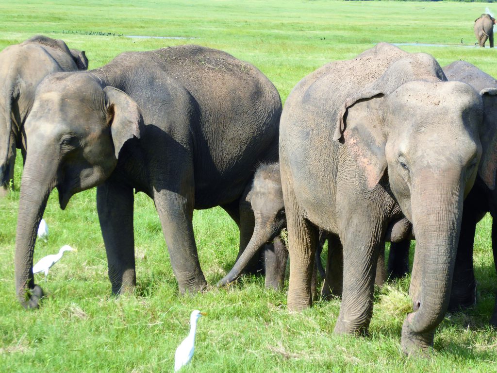 Looking at the elephants in Kaudulla NP