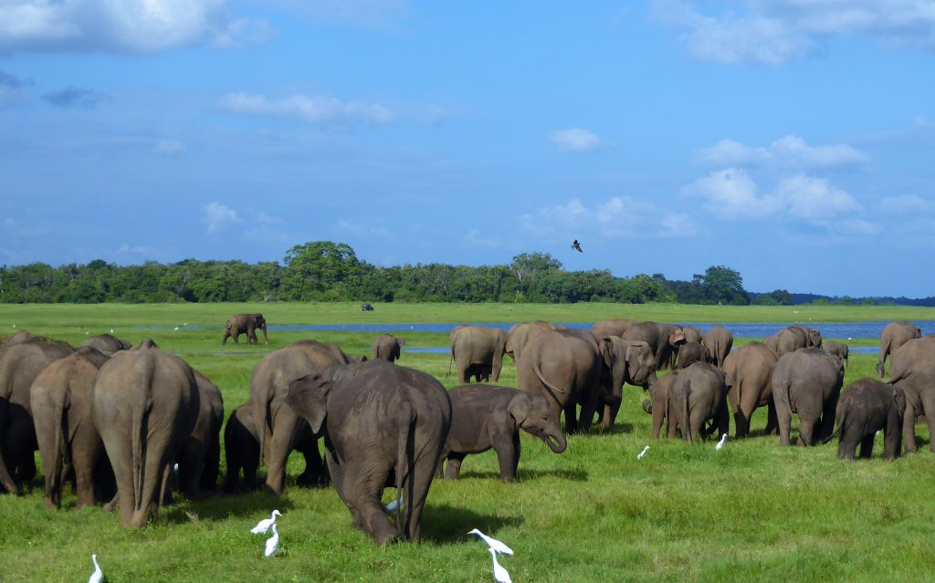 Elephant Safari Kaudulla NP -Sri Lanka