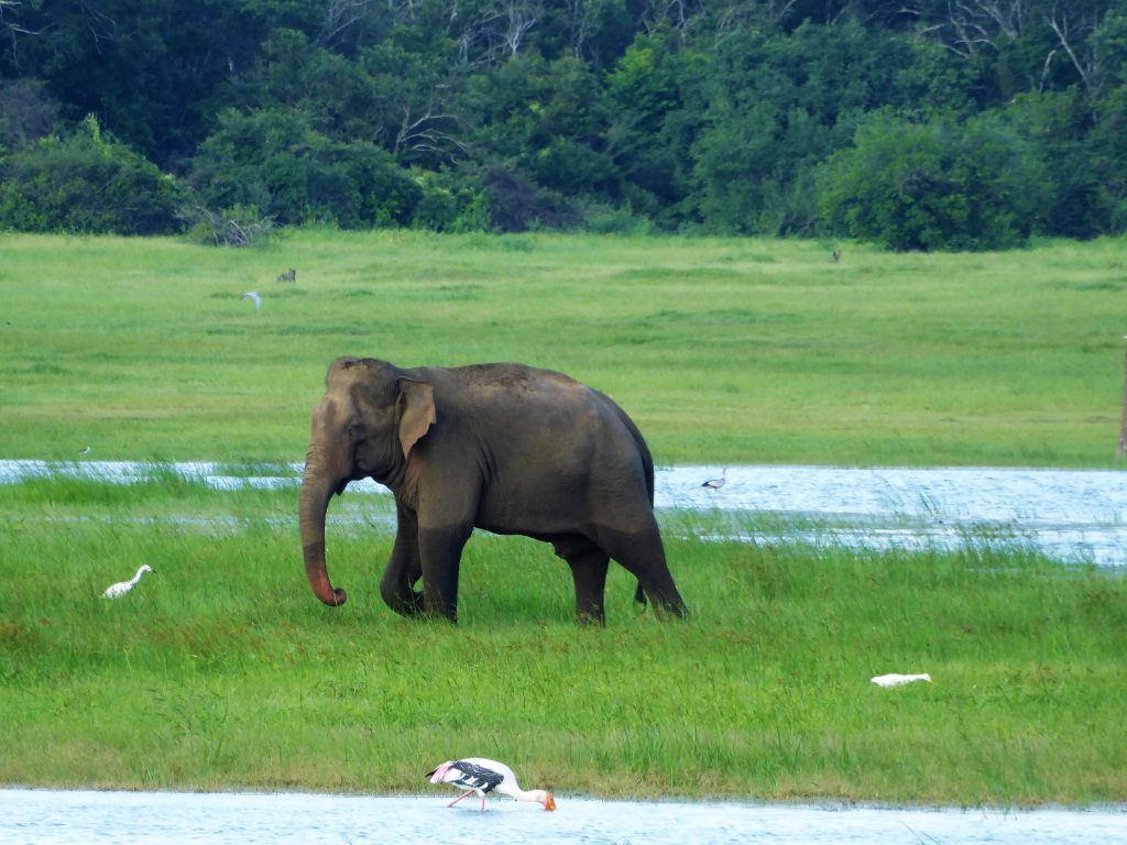 Elephant Safari Kaudulla NP -Sri Lanka