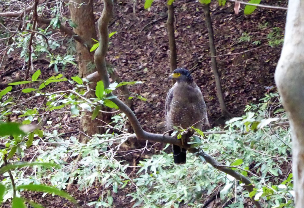 On safari in Kaudulla National Park - Sri Lanka