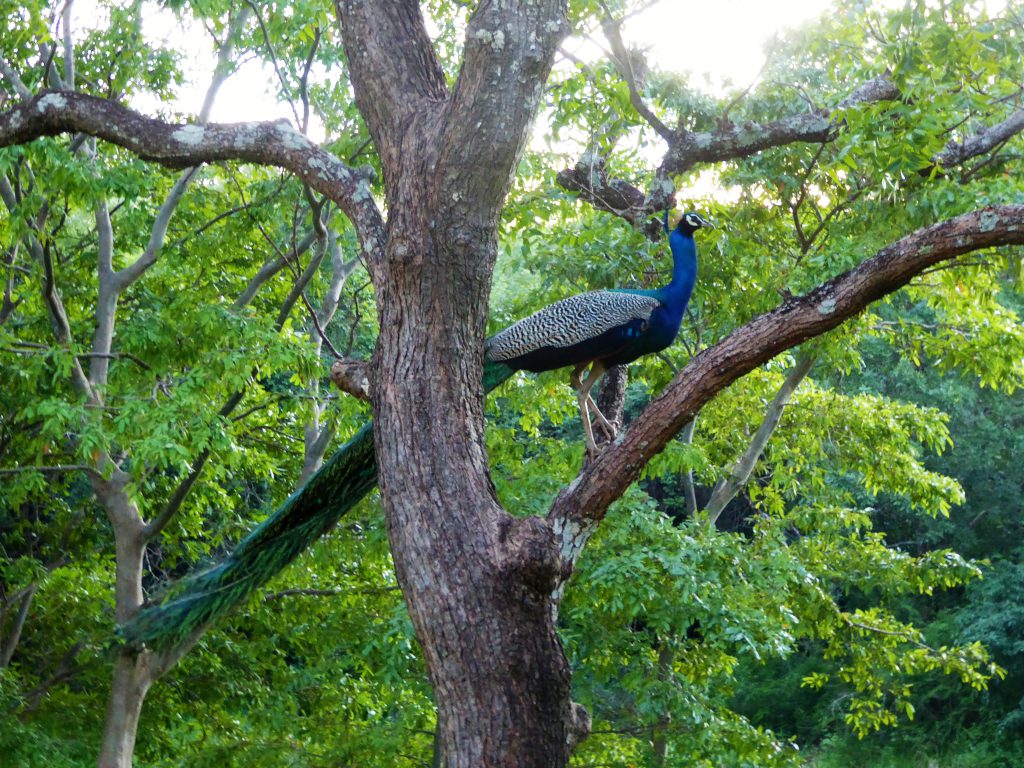 Elephant Safari in Kaudulla NP - Sri Lanka