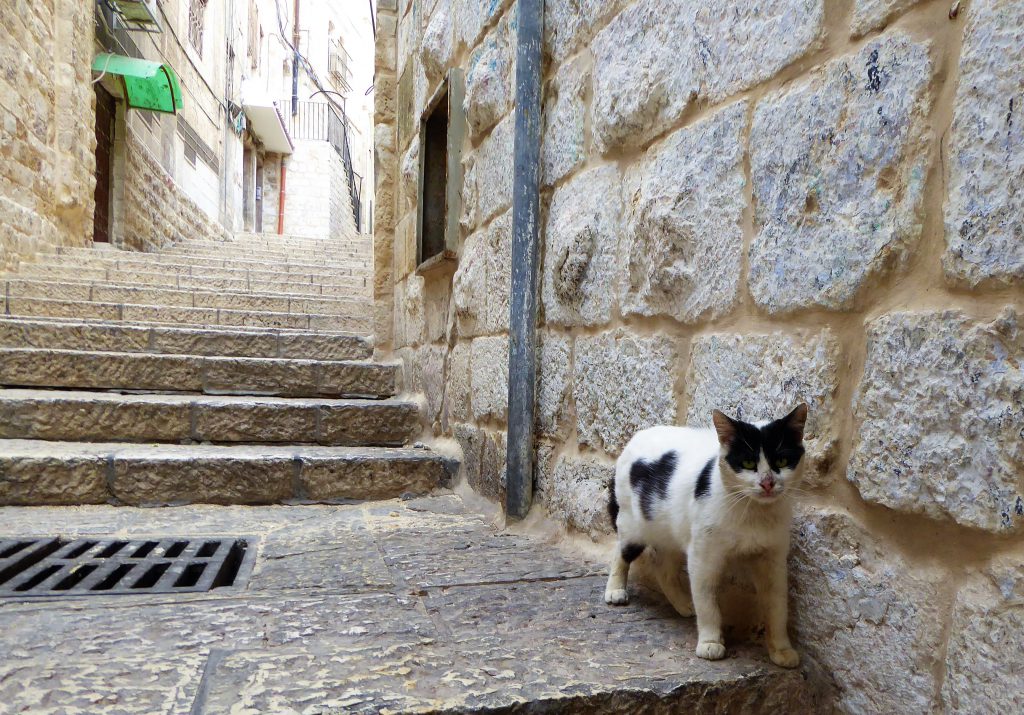 Cats of Jerusalem - Israel