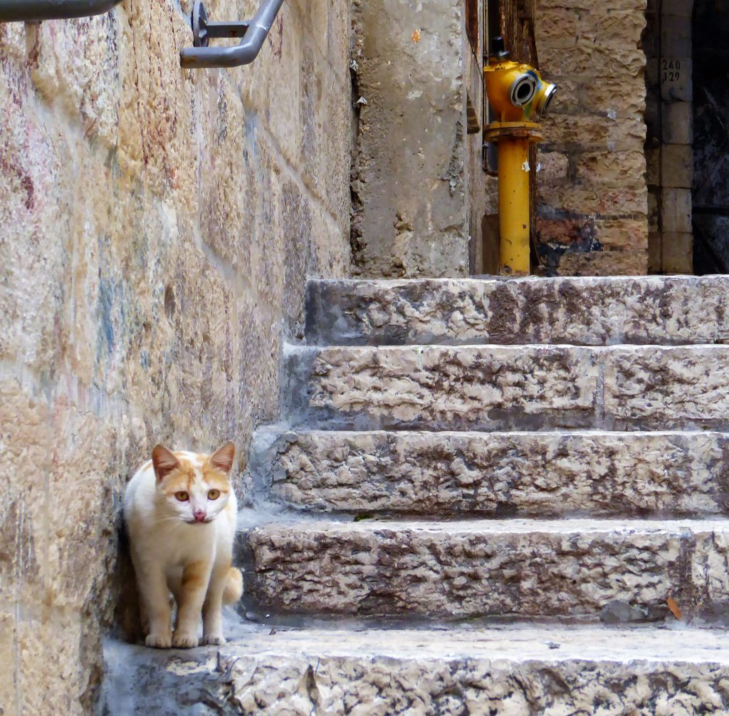 Cats of Jerusalem - Israel