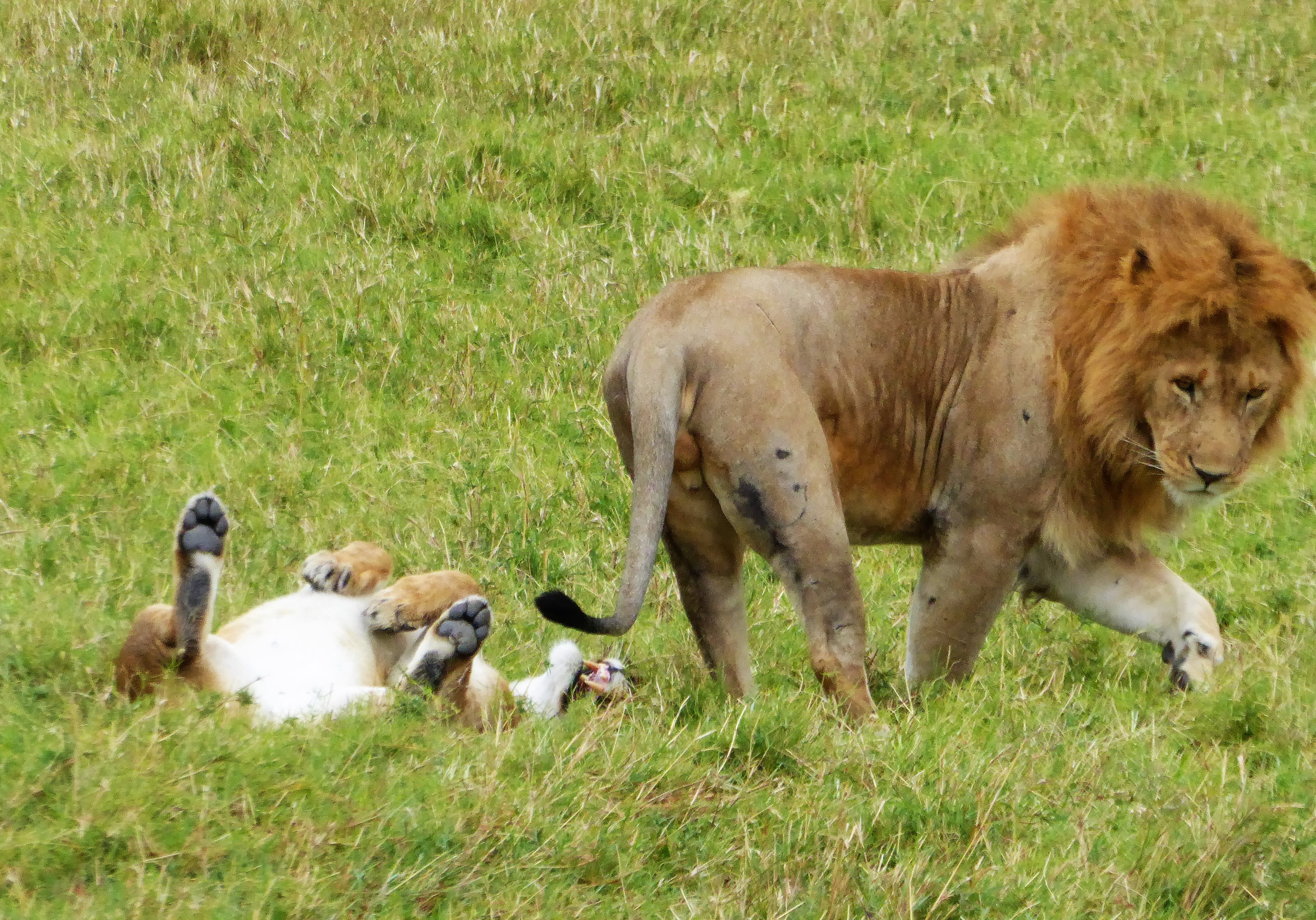 3 dagen safari Masai Mara - Kenia