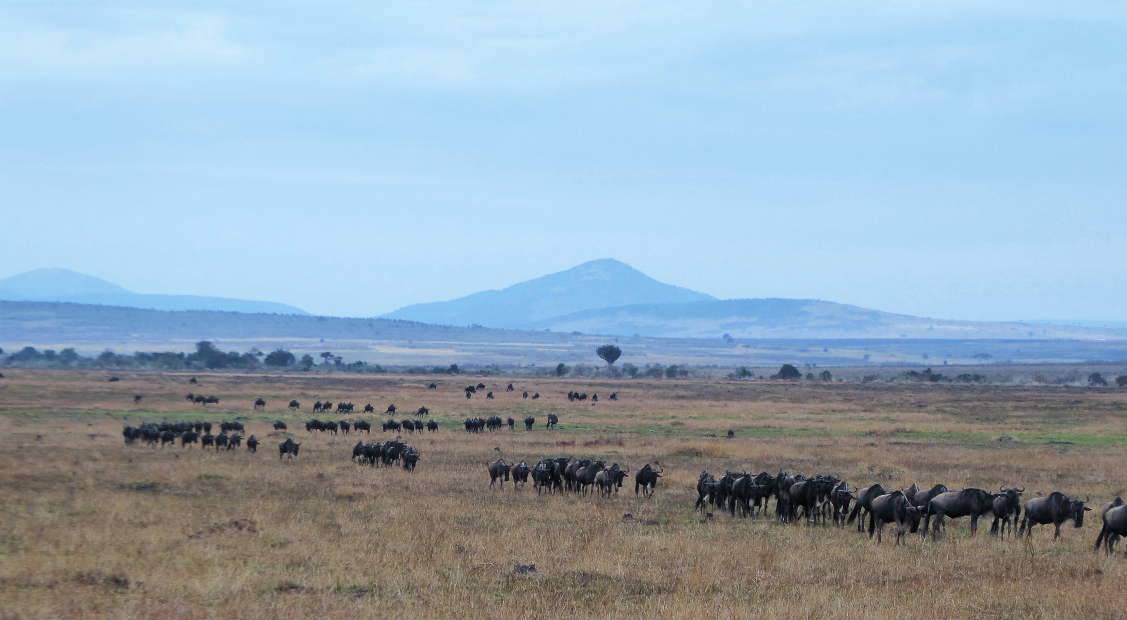 3 dagen safari Masai Mara - Kenia