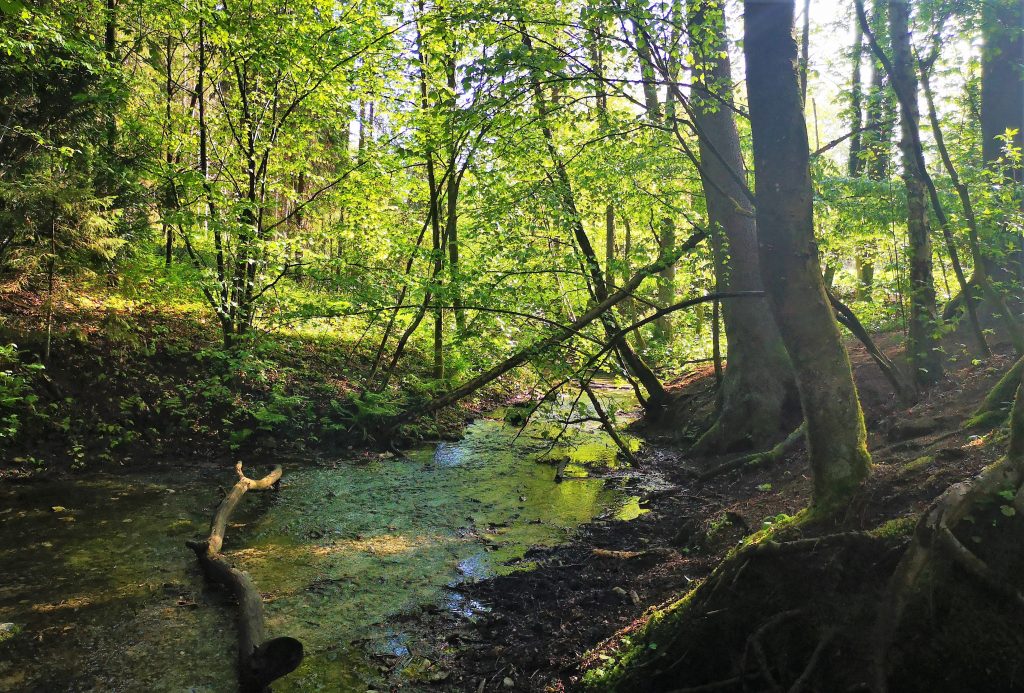 The Hermannshoehen (Hermann Heights) Hiking Trail