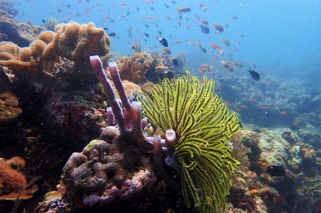 Diving at Sipadan