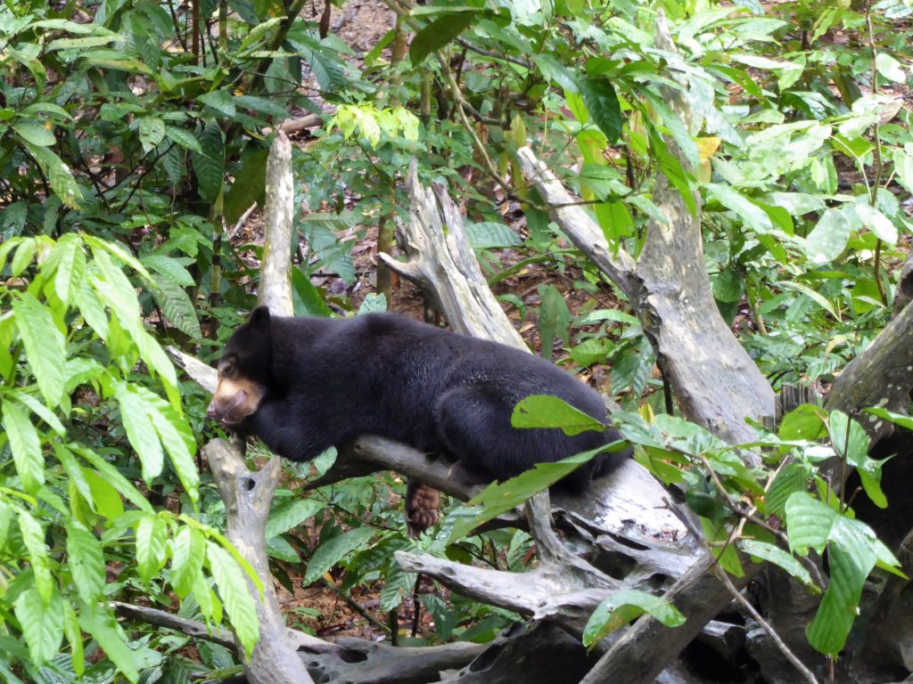 Travel Tips for Borneo - Sun Bear