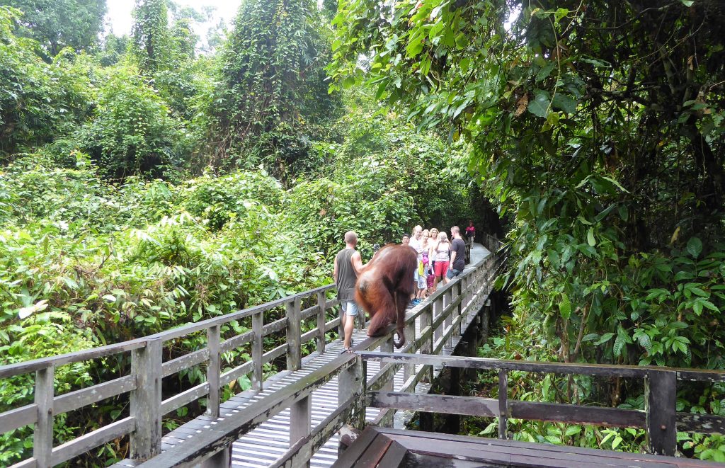 Borneo - Sepilok Rehabilitation centre