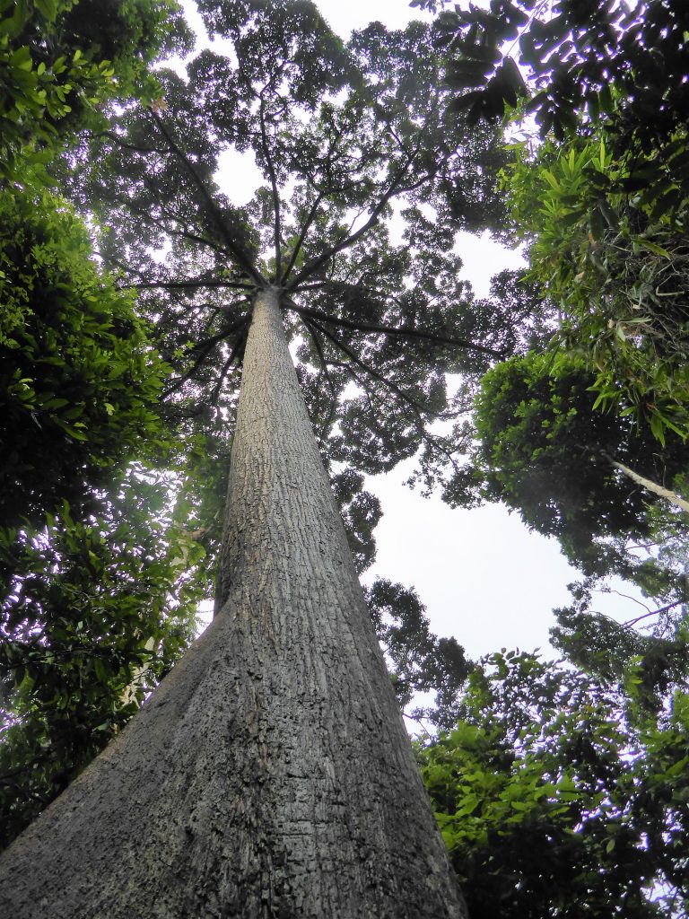 Borneo Tips - Rainforest Discovery Centre