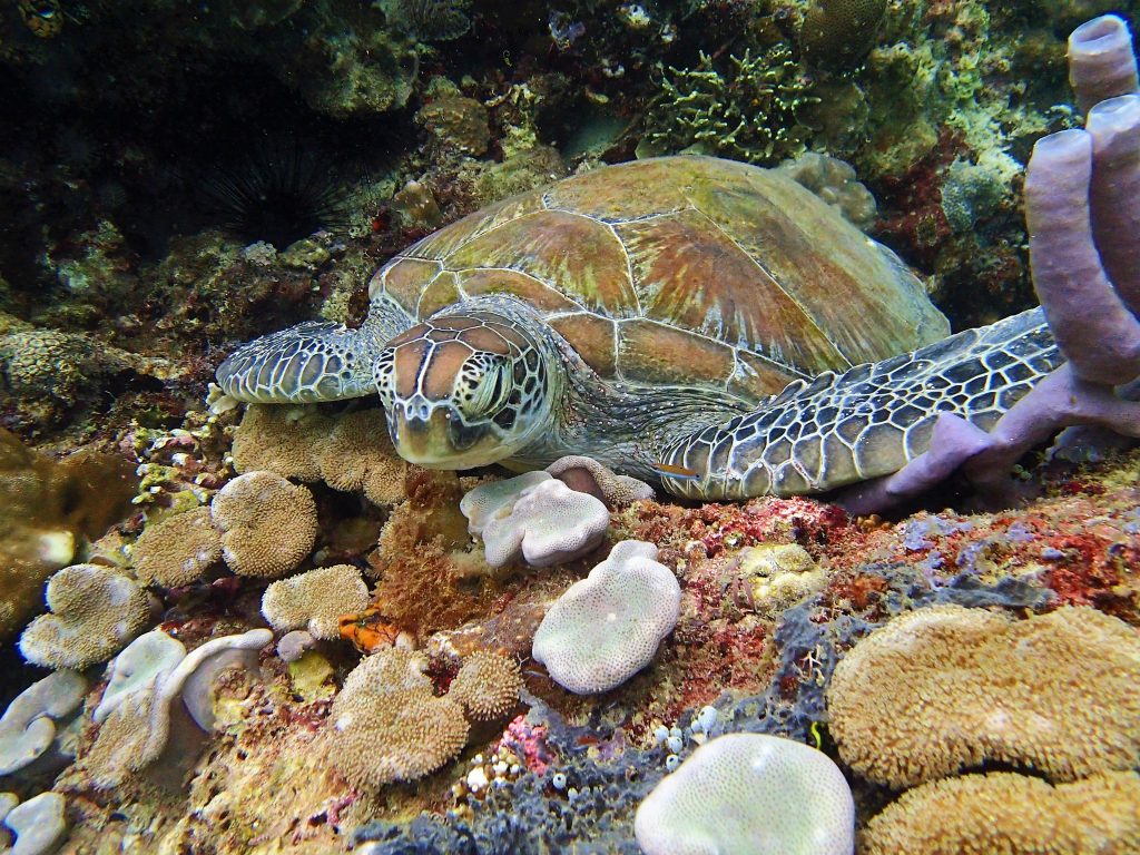 Borneo Tips - Bezienswaardigheden