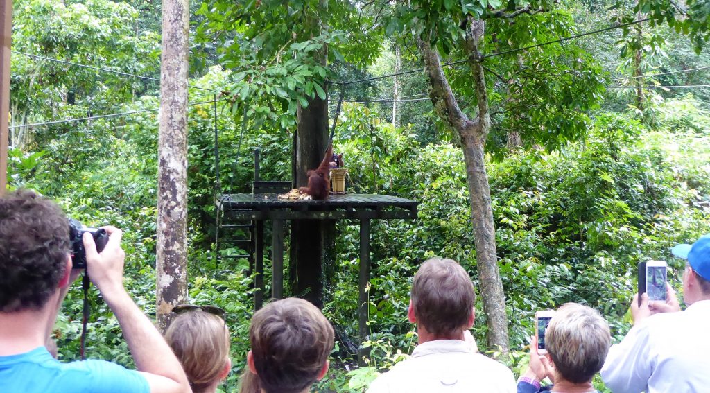 Bezienswaardigheden Borneo - Sepilok