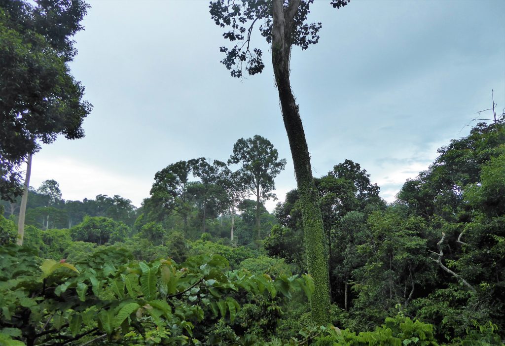 Rainforest Sepilok