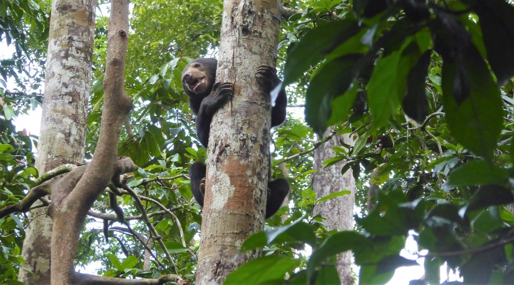 Travel Tips for Borneo