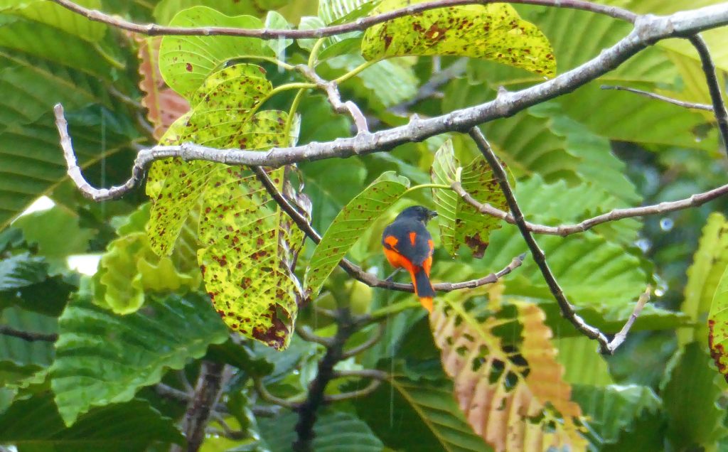 Travel Tips for Borneo