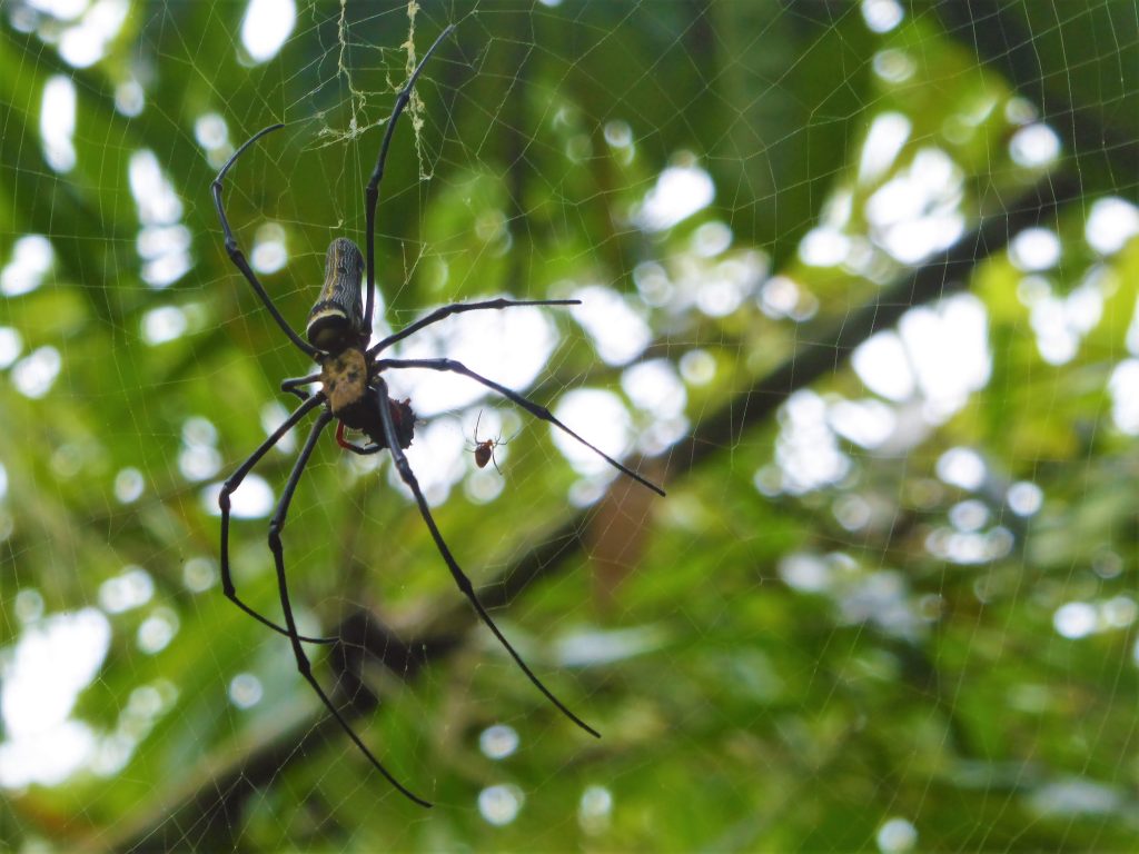 Spider in the rainforest - Borneo