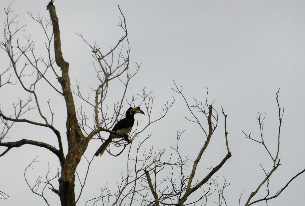 Regenwoud Borneo - Hornbill - Neushoornvogel