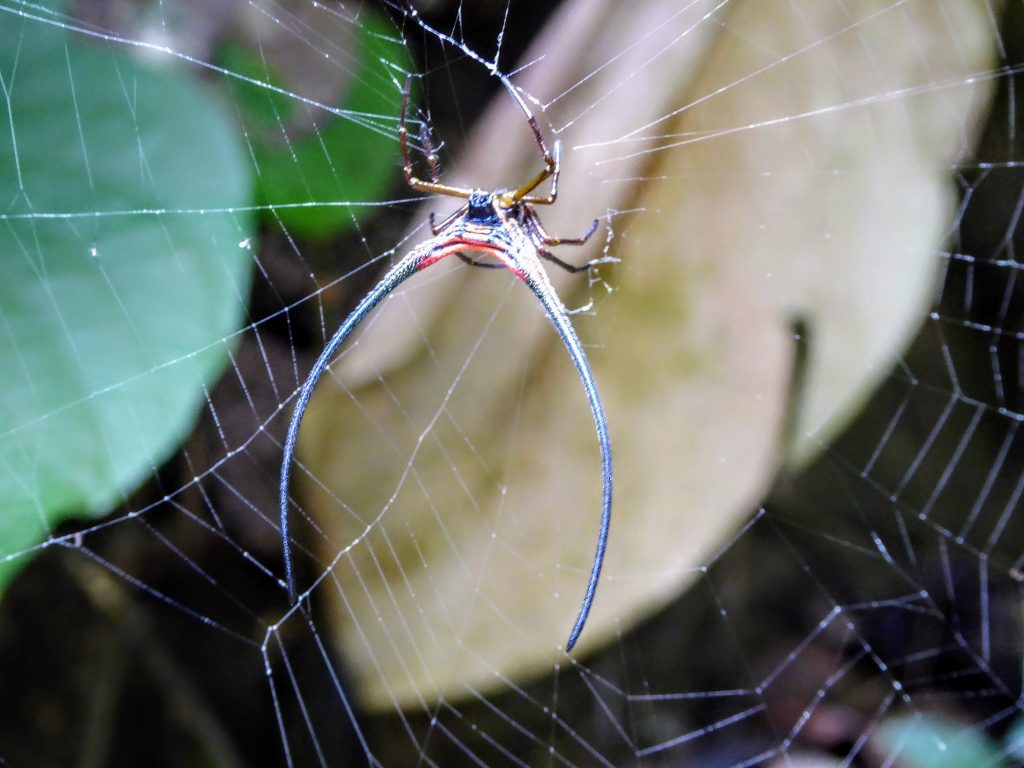 Travel Tips for Borneo