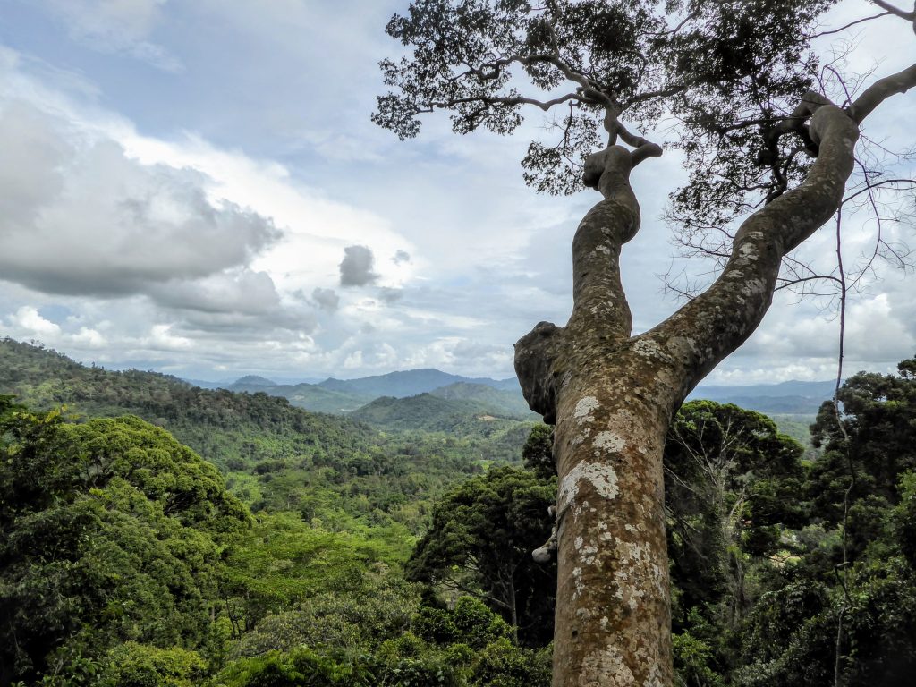 Travel Tips for Borneo