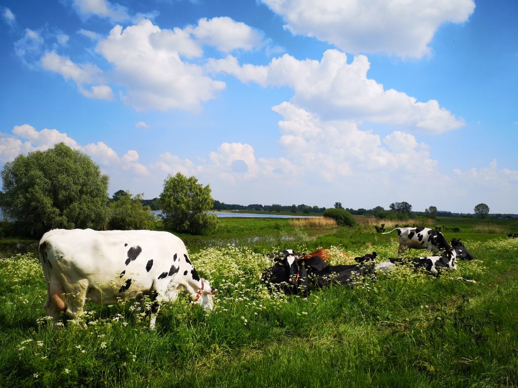 Hiking the Hanzestedenpad - SP11 - Hiking along the river IJssel - The Netherlands