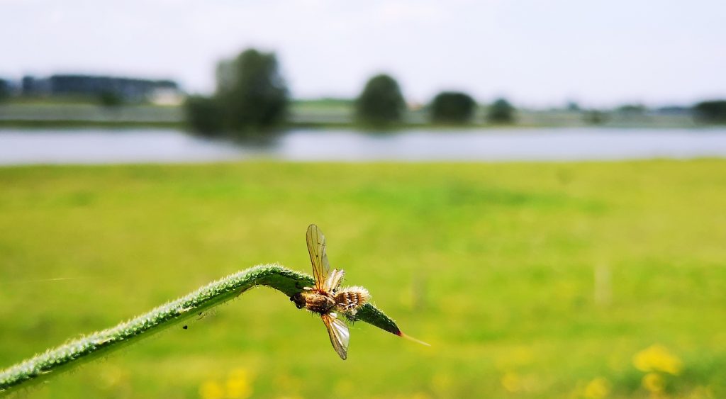 Hanzestedenpad - Wandelen langs de IJssel