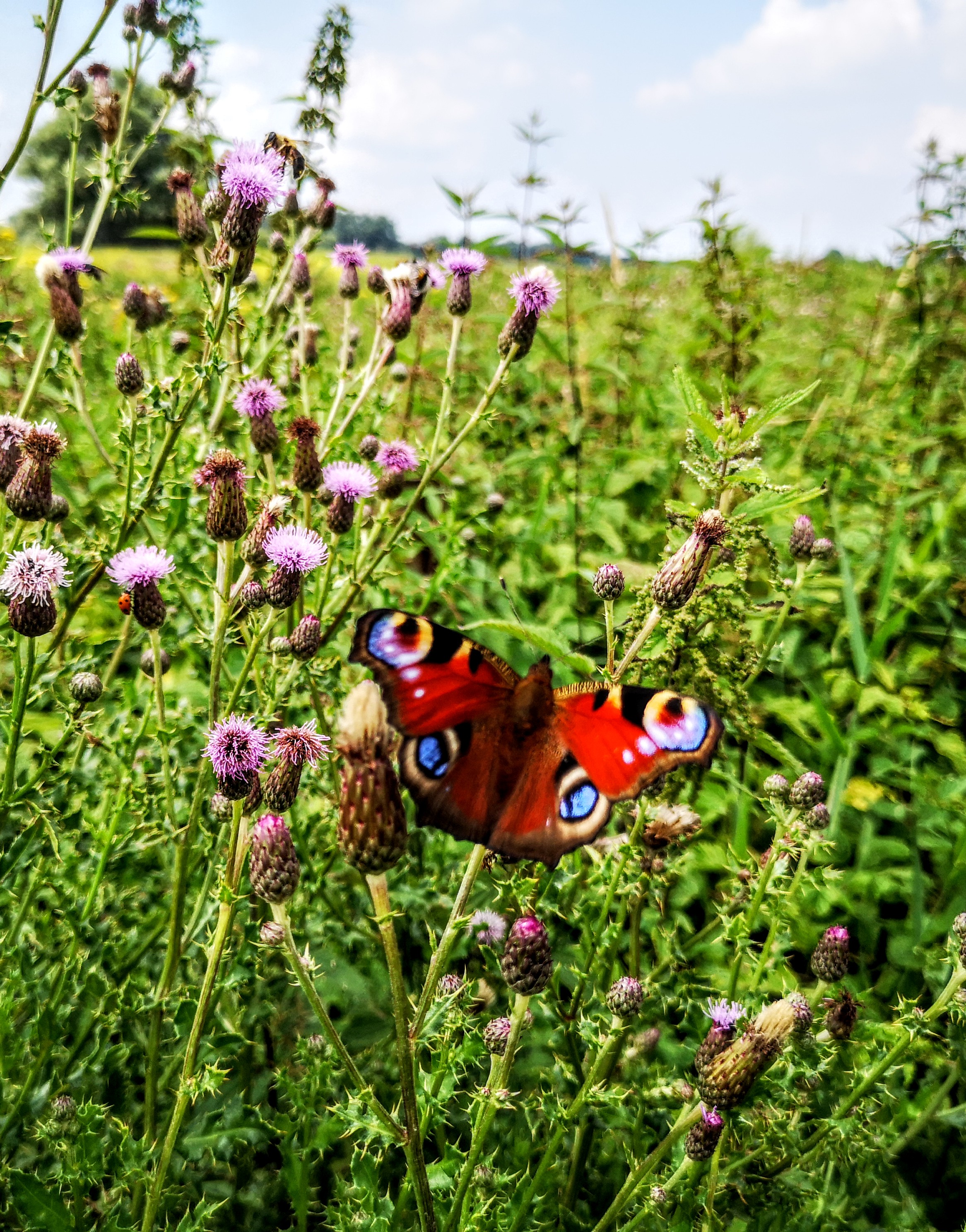 Hiking the Hanzestedenpad - SP11 - Hiking along the river IJssel - The Netherlands