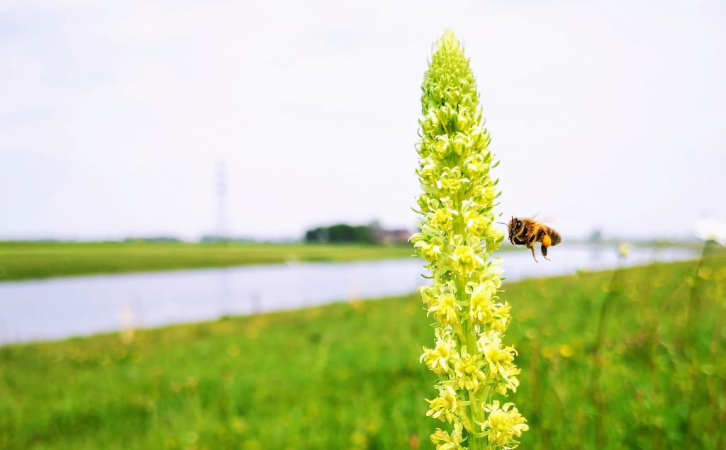 Hiking along the river IJssel - The Netherlands