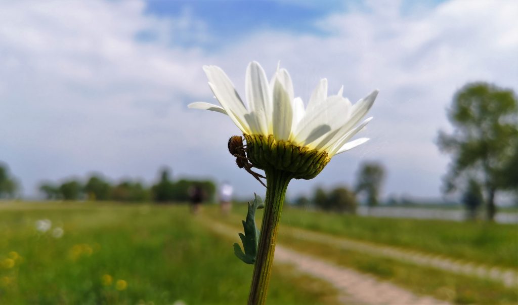 Hiking along the river IJssel - The Netherlands