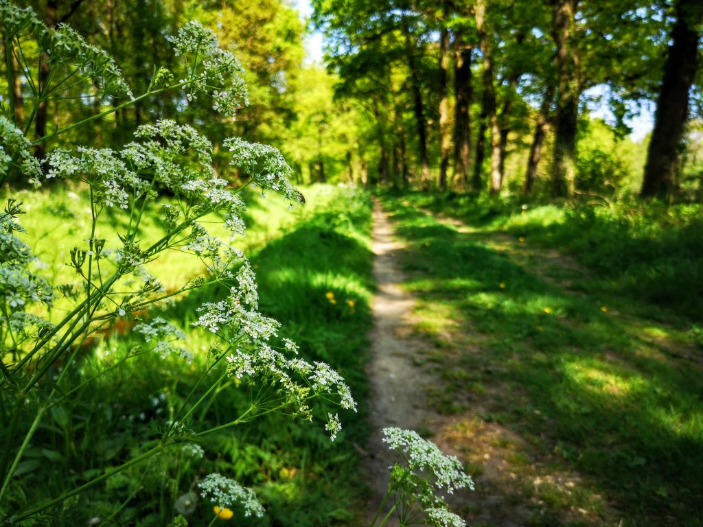 Hiking the Hanzestedenpad - SP11 - Hiking along the river IJssel - The Netherlands