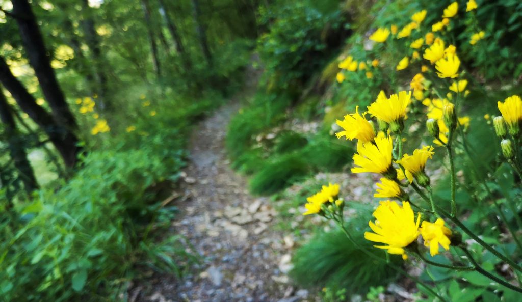 Hiking Luxembourg Lee Trail 