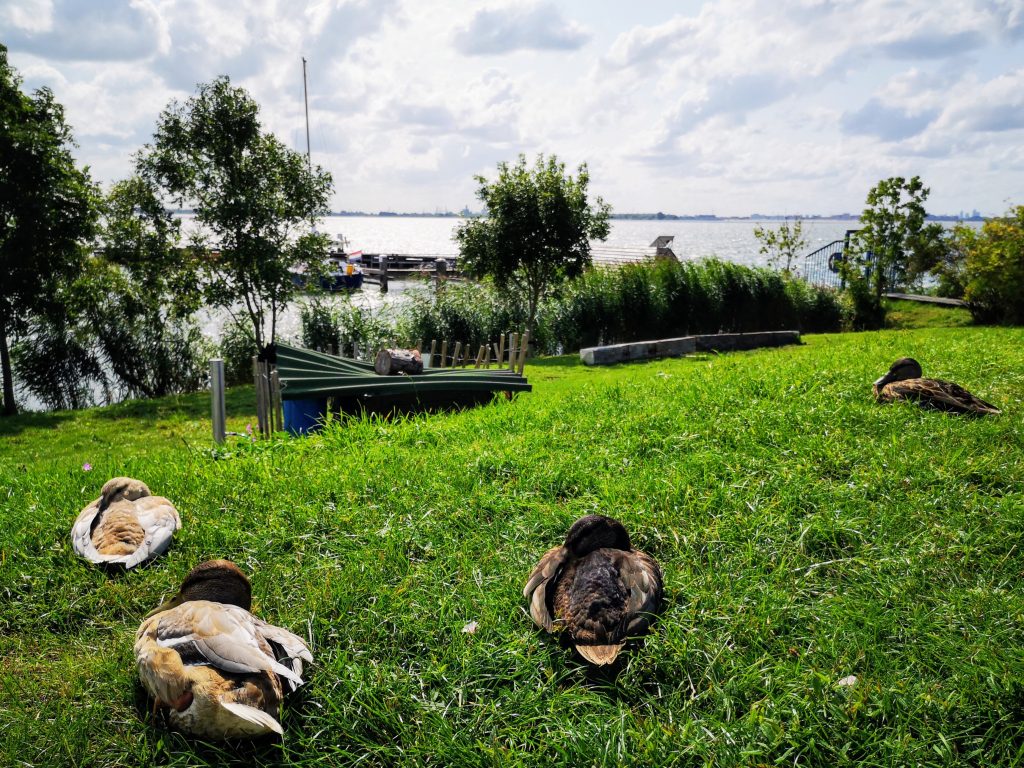 Fort island Pampus Duck