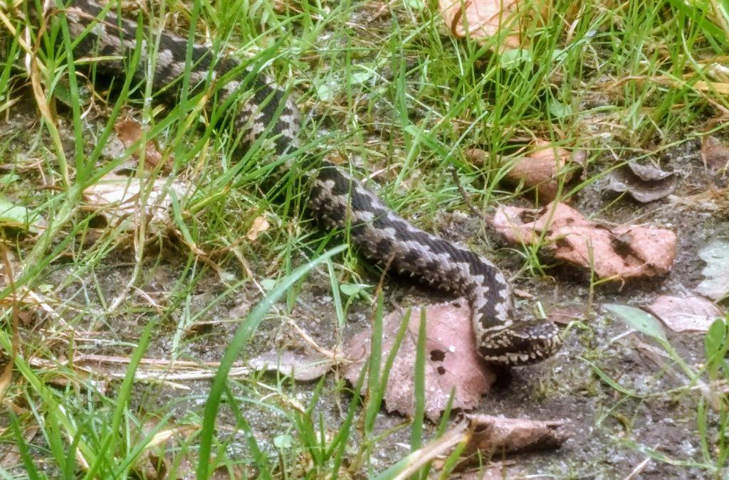 Safe Hiking in Nature - viper