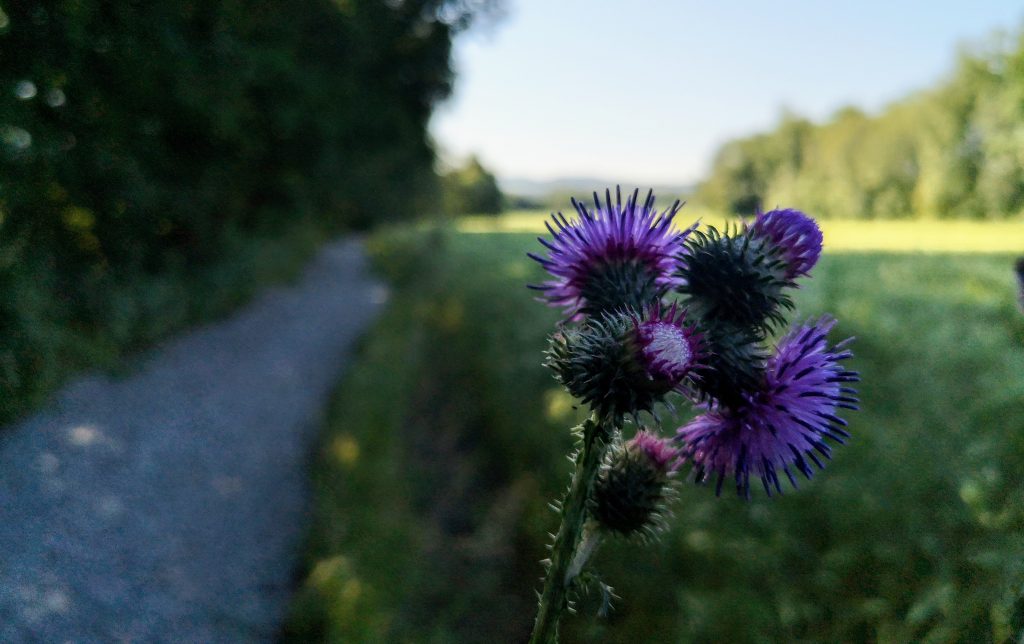 De korenbloem op het st olavspad