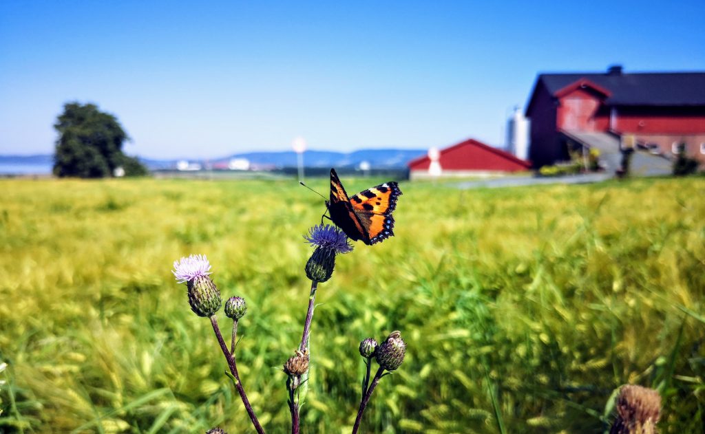 Butterfly in Norway