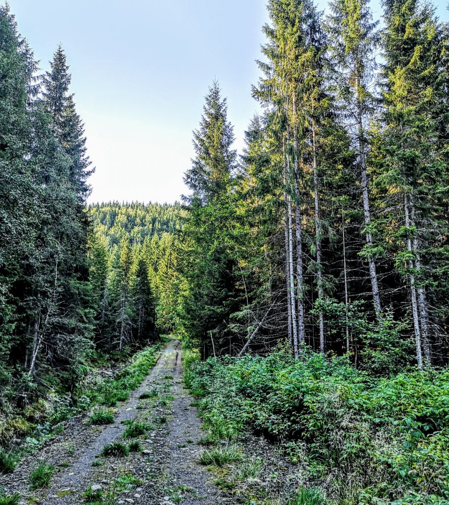 De hoge bomen in de bossen van Noorwegen