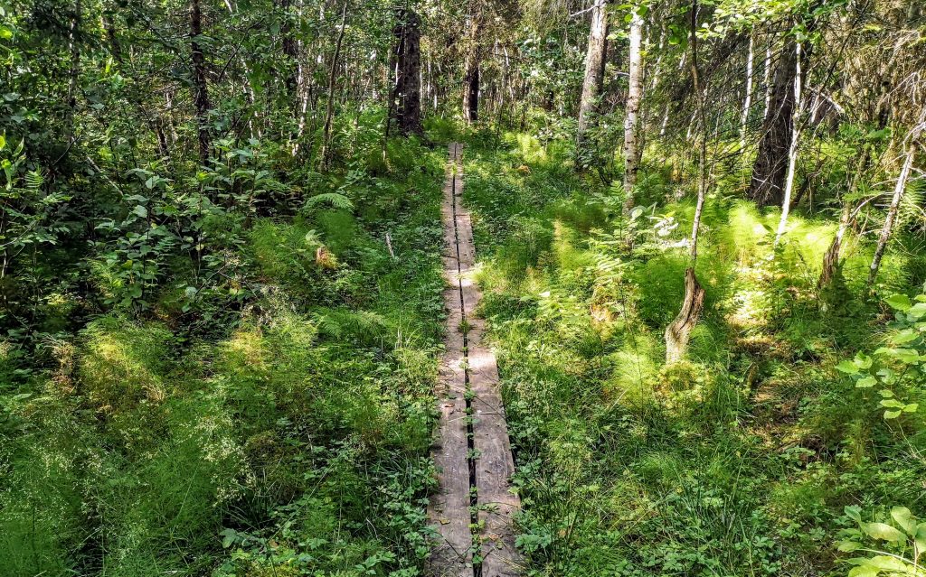 In the wet forest they make it easier for you with these wooden paths