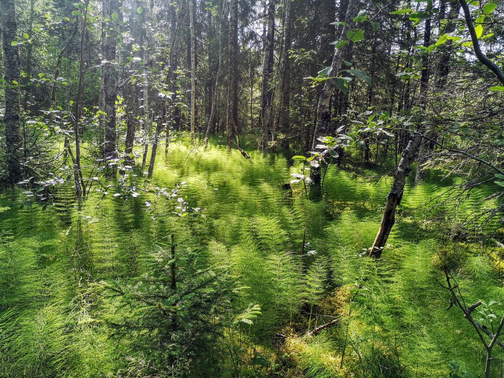 Groen bos - Noorwegen