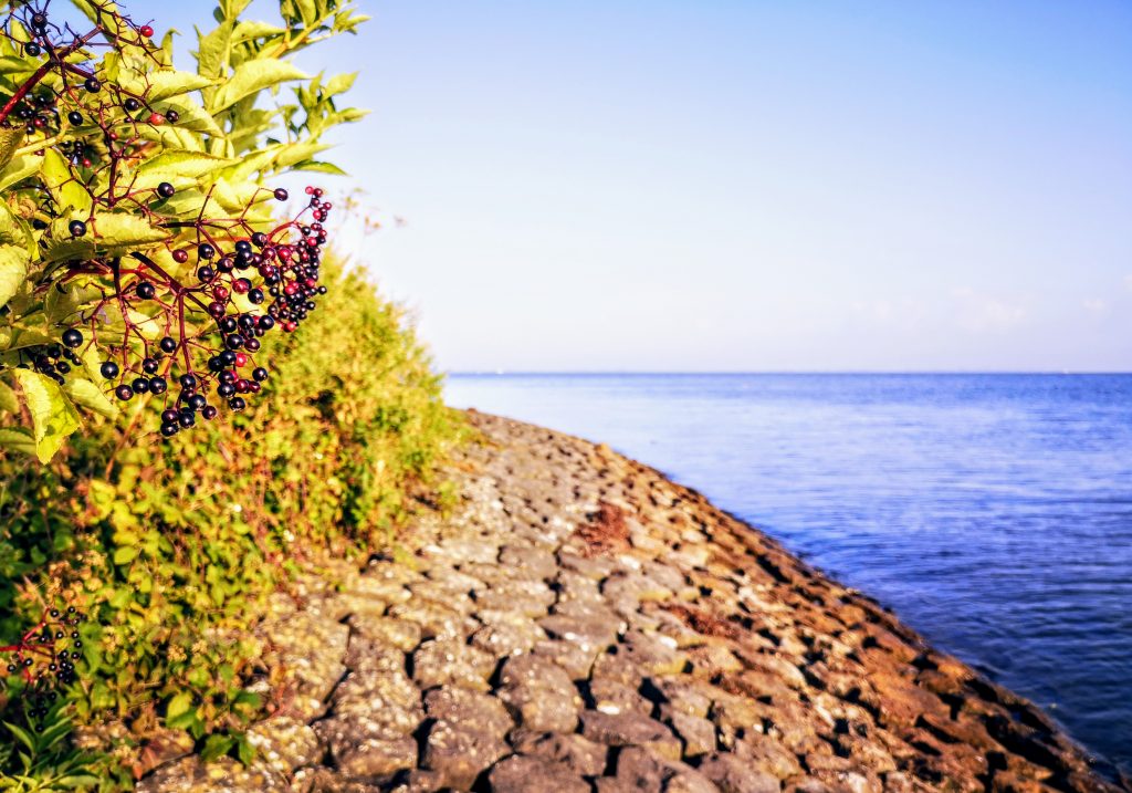 Flora and Fauna on Pampus