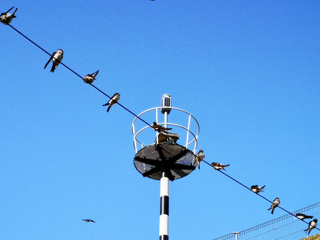 The swallows of Pampus