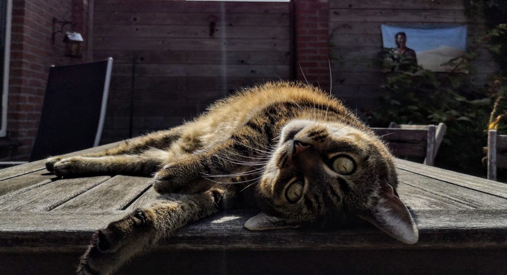 Katten kunnen doodgaan van de Eikenprocessierups