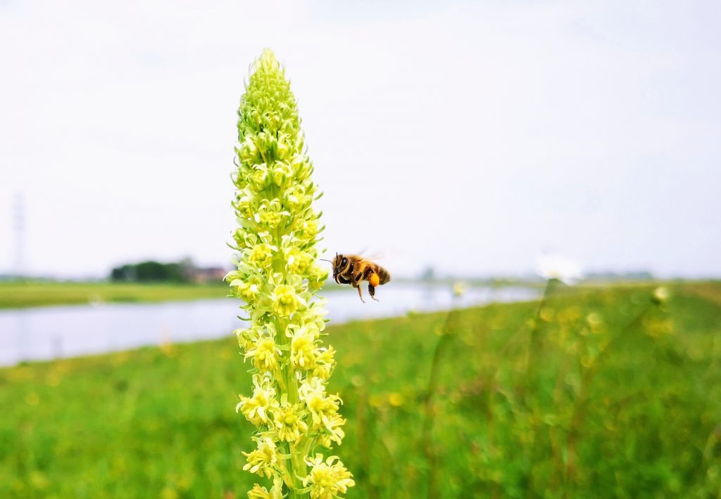 Veilig wandelen in de natuur