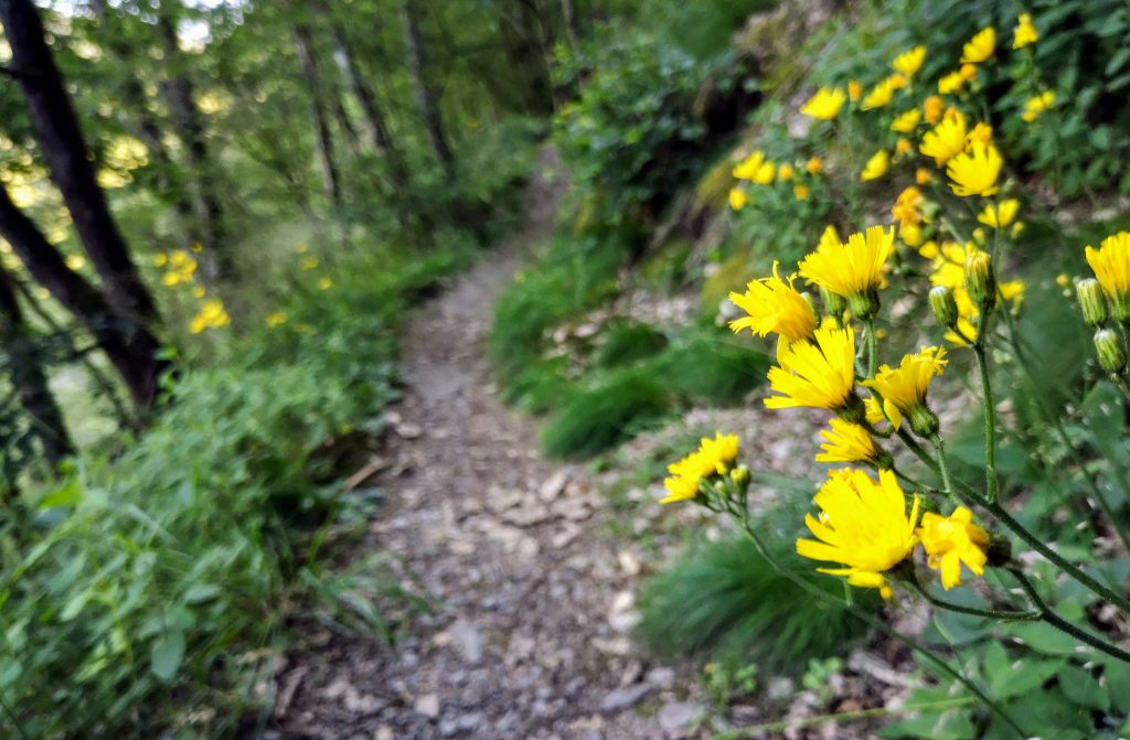 Safe Hiking in Nature - What to do when being bitten by insects - Europe