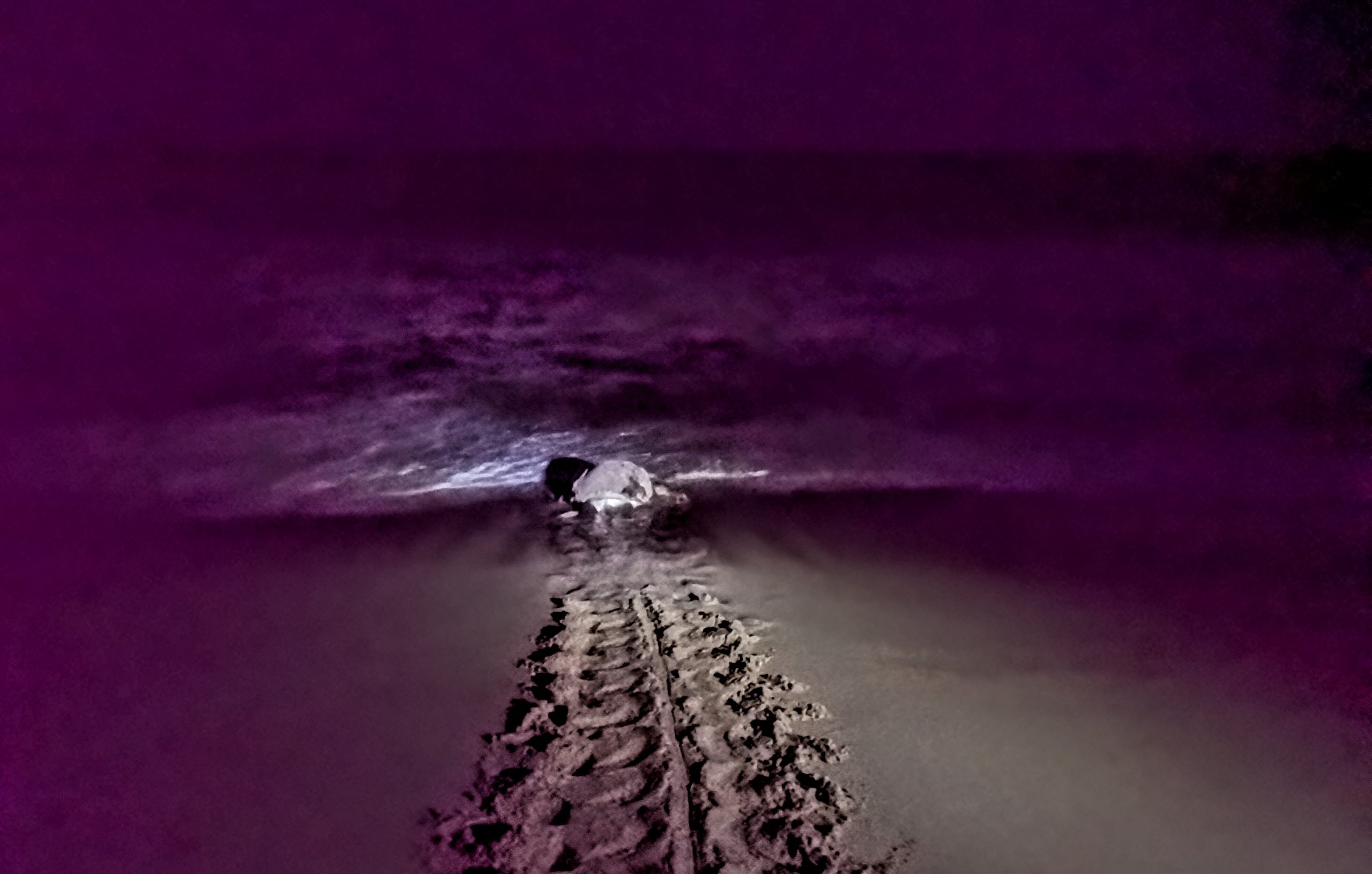 Green turtle on the beach of Ras Al Jinz Adventurous Travel in Oman