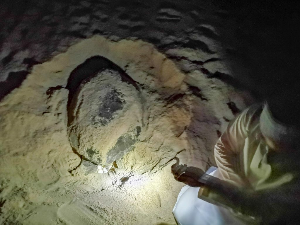 Green turtle on the beach of Ras Al Jinz