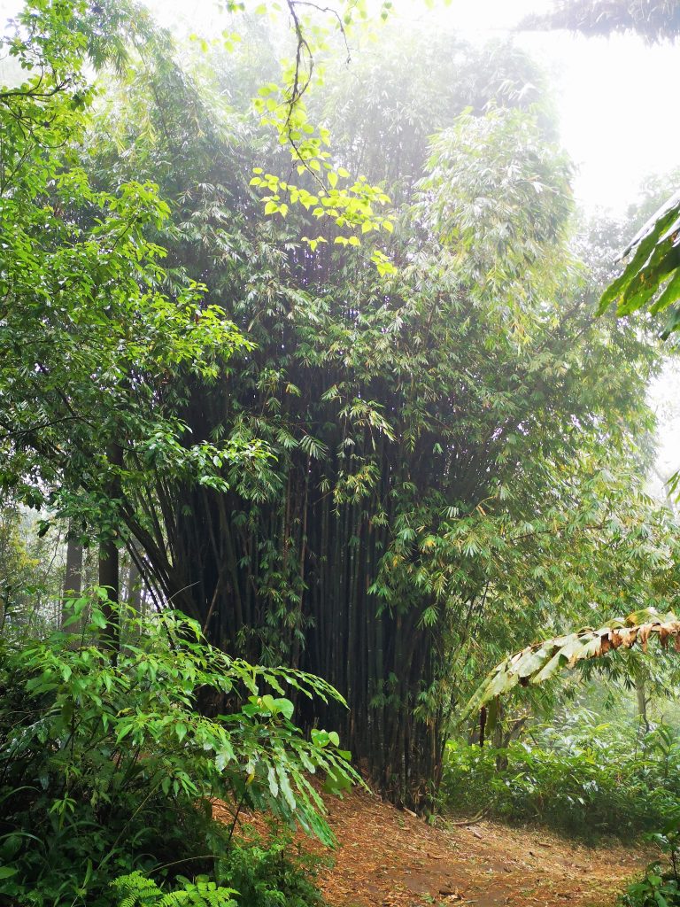 Nature on Gunung Marapi - Sumatra, Indonesia