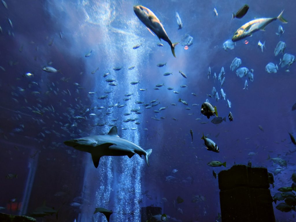 Aquarium van Atlantis op het palmeneiland