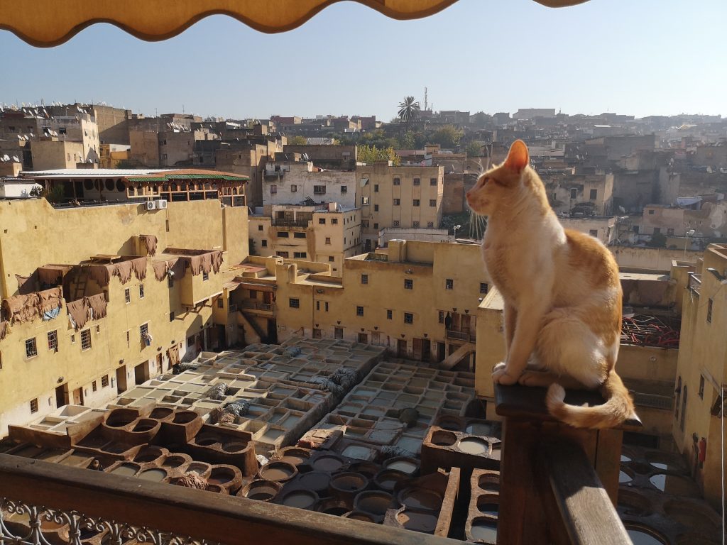 Travel Guide Fez - the tannery