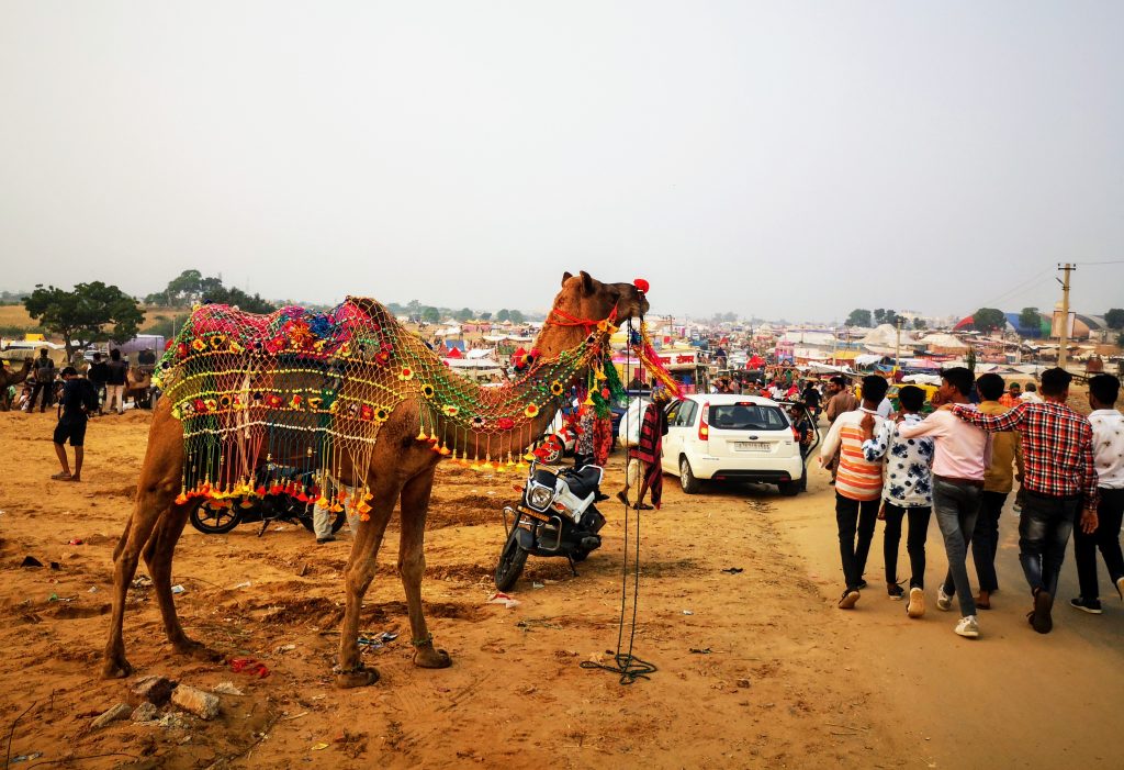 kamelenmarkt Pushkar, Rajasthan - India