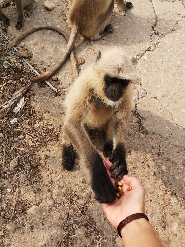 Aapjes voeren in Pushkar