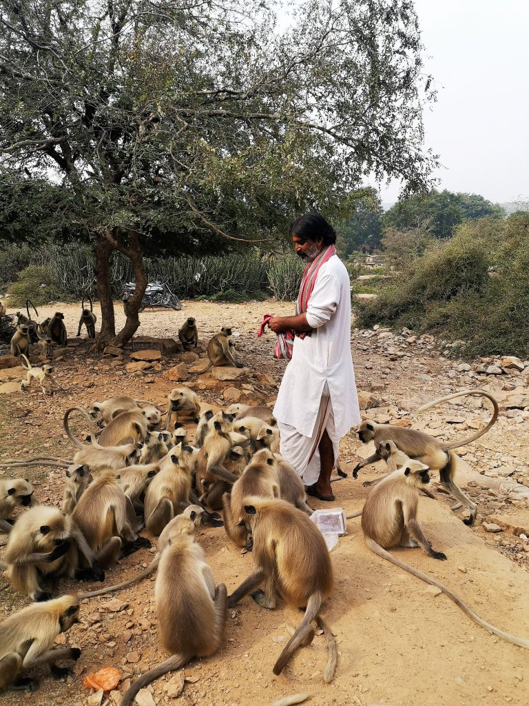 Ziek in India : Tikam voert de aapjes - Pushkar